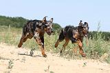 BEAUCERON - PUPPIES 061